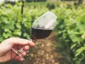 Dłoń trzyma kieliszek czerwonego wina na tle winnicy. Czy wino jest zdrowe? To pytanie zadaje sobie wielu miłośników tego trunku.