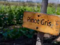 Drewniana tabliczka z napisem "Pinot Gris" na tle winnicy. Prawidłowa pinot grigio wymowa jest kluczem do docenienia tego wina.