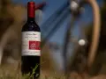 Butelka wina Cabernet Sauvignon z rowerem na etykiecie, stojąca na trawie.