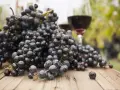 Dojrzałe winogrona na drewnianym stole, idealne do przygotowania domowego wina. Przepis na wino z winogron balon 25l czeka!