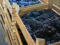 Drewniane skrzynie wypełnione ciemnymi winogronami, gotowe na produkcję wina. Prawidłowa pinot noir wymowa jest kluczem do docenienia tego szlachetnego trunku.