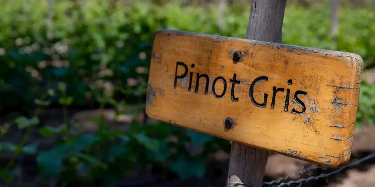 Drewniana tabliczka z napisem "Pinot Gris" na tle winnicy. Prawidłowa pinot grigio wymowa jest kluczem do docenienia tego wina.