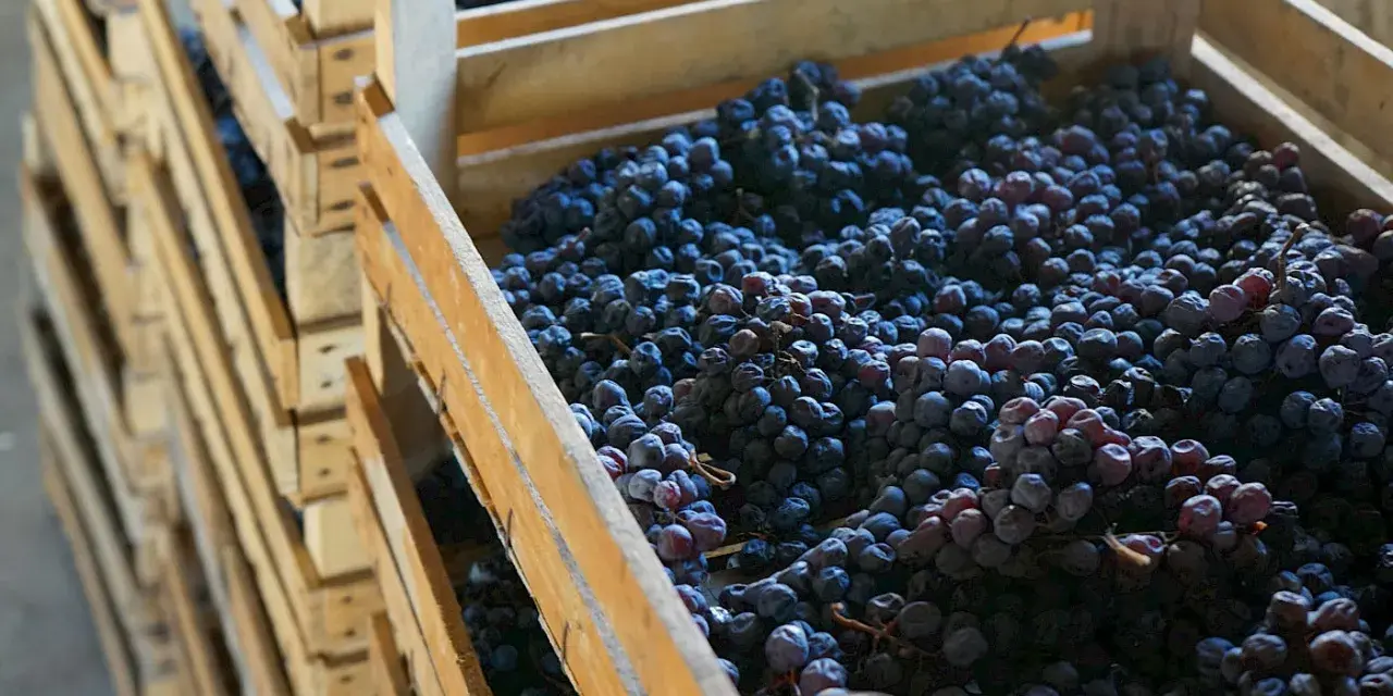 Drewniane skrzynie wypełnione ciemnymi winogronami, gotowe na produkcję wina. Prawidłowa pinot noir wymowa jest kluczem do docenienia tego szlachetnego trunku.