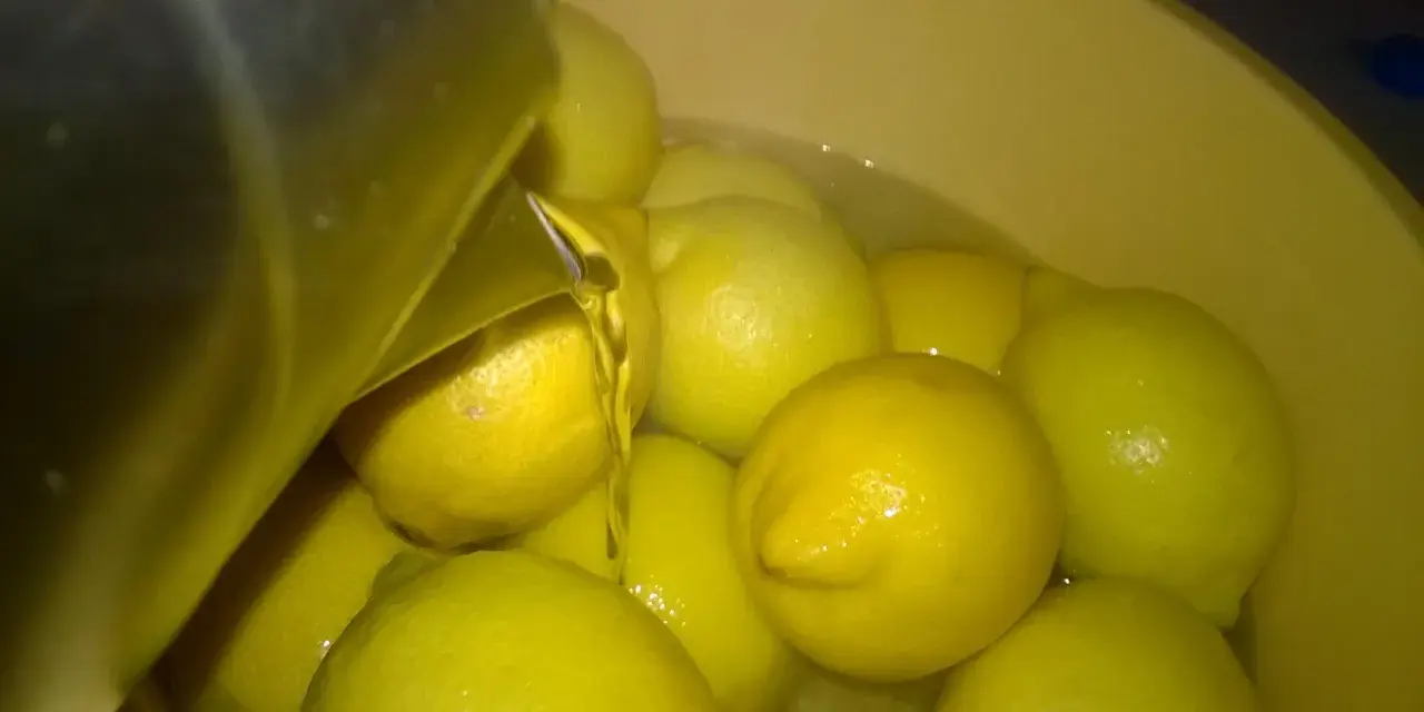 Woda z cytrynami w misce, przygotowanie do zrobienia wódki cytrynowej. Przepis na domową nalewkę.