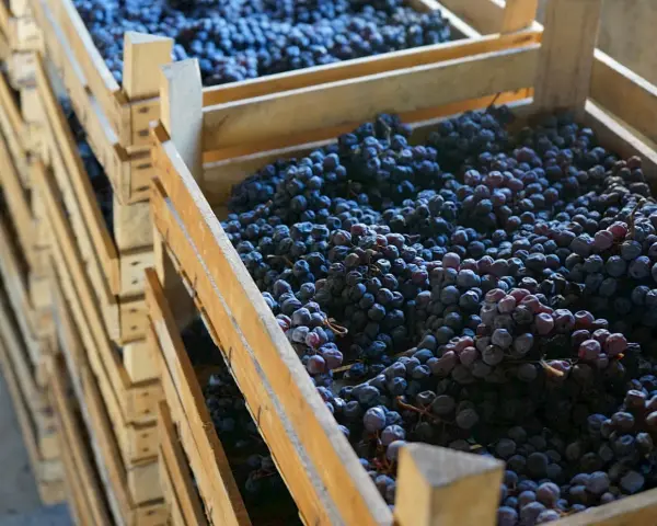 Drewniane skrzynie wypełnione ciemnymi winogronami, gotowe na produkcję wina. Prawidłowa pinot noir wymowa jest kluczem do docenienia tego szlachetnego trunku.