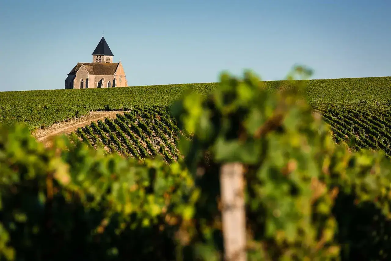 Winnica Chablis z kościołem na wzgórzu. Słońce oświetla zielone winorośle, zapowiadając pyszne chablis wino.